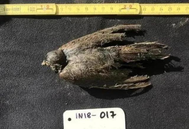 北极发现4.6万年前“尸体”,地球或在演变,人类怎么办?