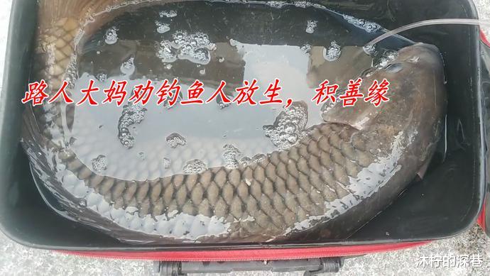 昆山|江苏男子河道钓获“鲤鱼王”，围观大妈劝其放生，男子：100卖你