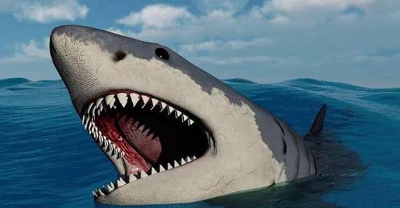 美国上百条鲨鱼出没，已威胁到人类，我们该如何防范？