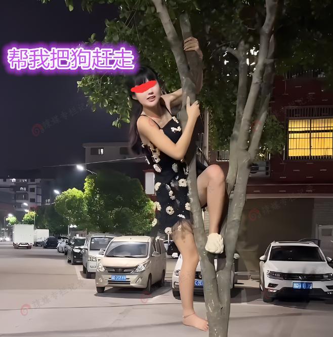 女子深夜爬树,让路人帮她把树下的狗赶走,路人:做我女友就帮你