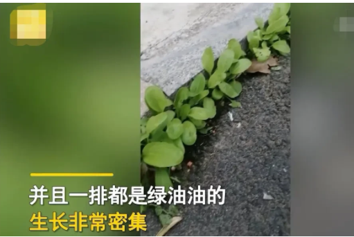 安徽六安,一名女子散步累了坐在路边台阶上休息,无意间看到台阶下面的夹缝里长着一排小绿菜