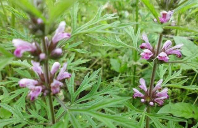 妇科炎症|十个女性九个炎症?常用五物煮水喝,帮助你抑菌排毒,身体更健康