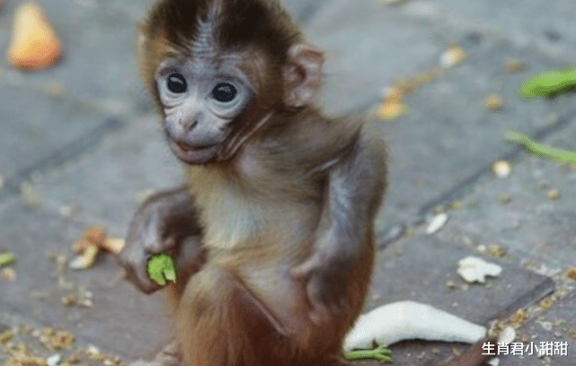 |财神进门送富裕，事业看到转机，属猴人职场发展步入正轨