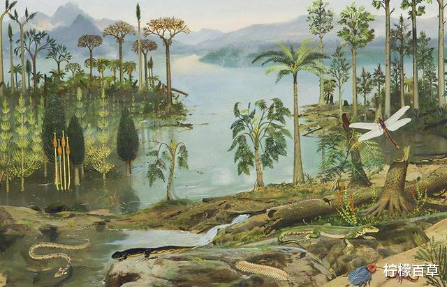 100多米厚的煤层是怎么形成的?远古地球上存在这么多植物吗?