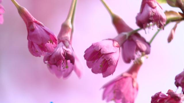|平湖最早一批樱花开了！一起探寻藏在花瓣里的春天