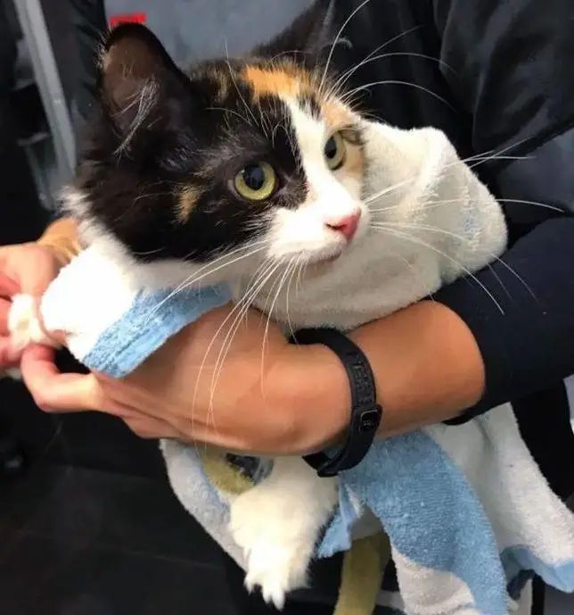 捡到一只漂亮猫咪，带去检查后发现，还有惊喜大礼包相送！