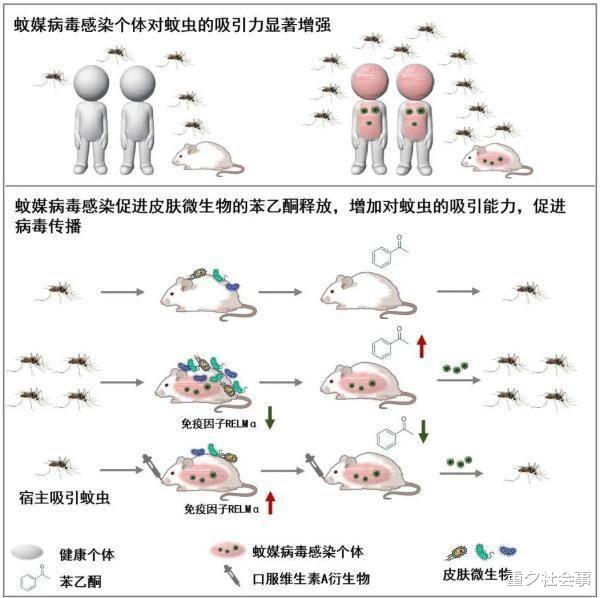 清华团队：在蚊子眼里，你为什么格外美味？