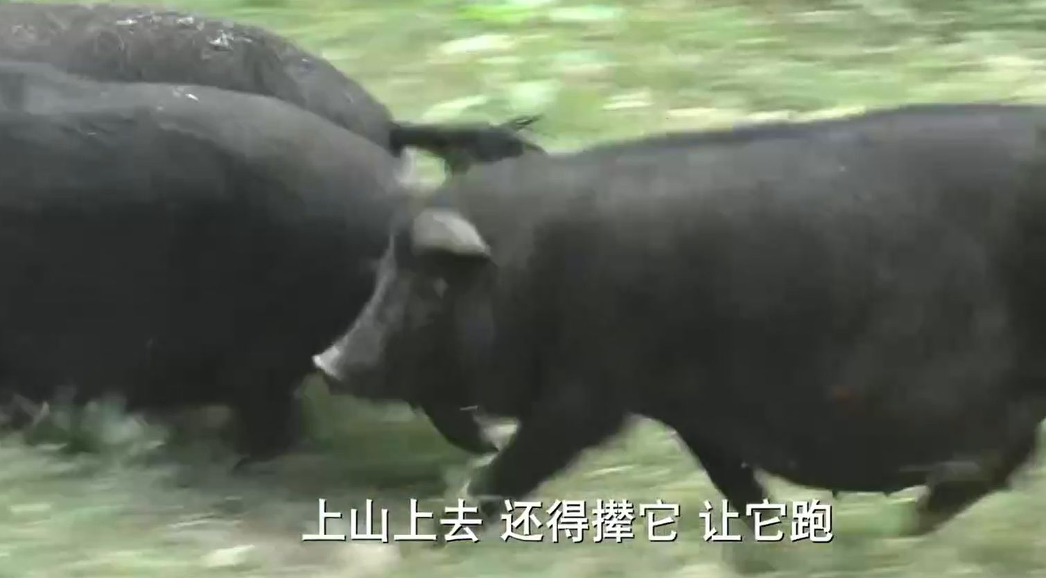 2012年山东男子投资200万养藏香猪,现年卖3500万,2点经验可借鉴