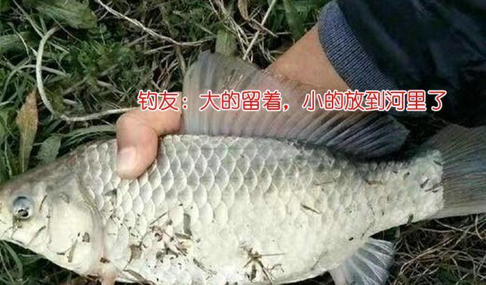 湖北钓友钓鱼回家碰到小沟干涸,里面野鱼扎堆泥水中