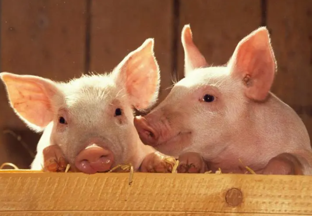 生肖|恭喜！今年2、3月，有贵人呵护，职场开门红，越过越宽裕的生肖