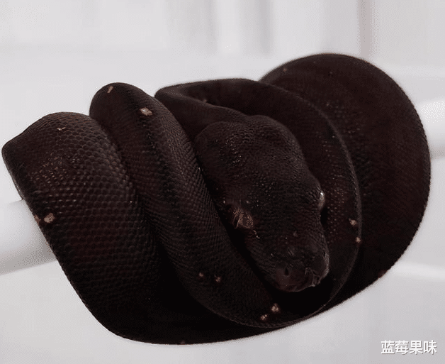 翡翠|蟒蛇中有“七彩吞天蟒”？蛇界中的“大哥大”，蚺和蟒如何区分？