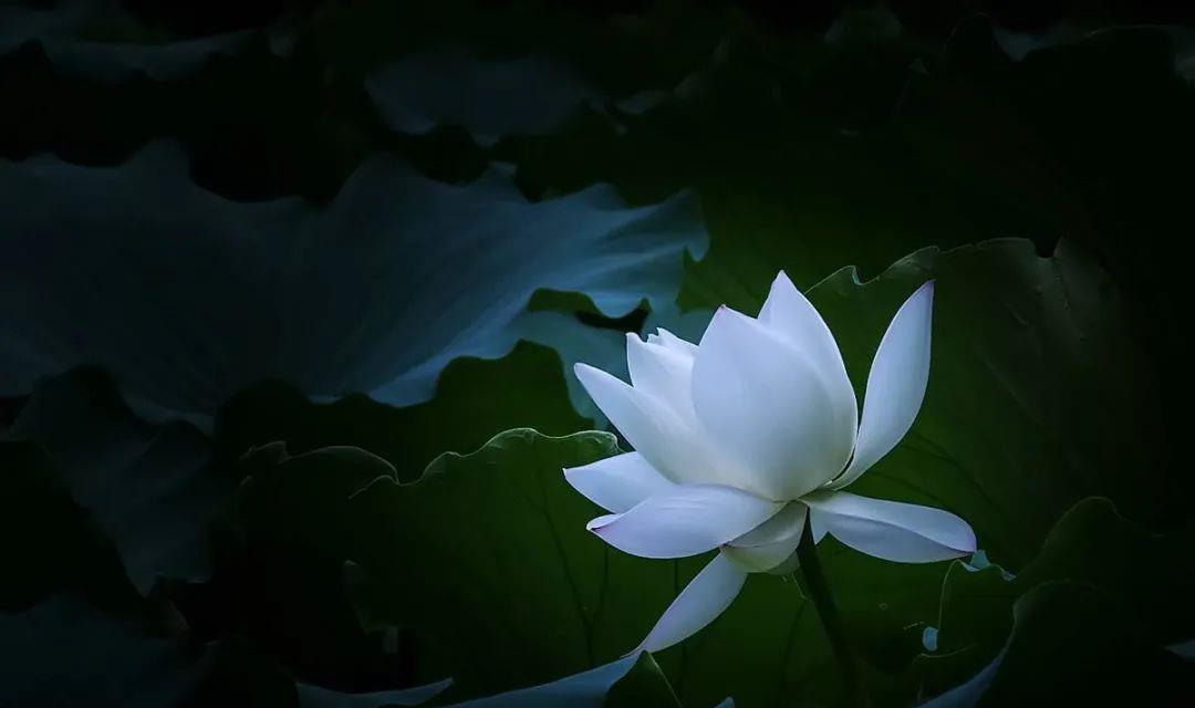 韩红|小八卦，刘雨昕，王祖蓝，韩红，于正