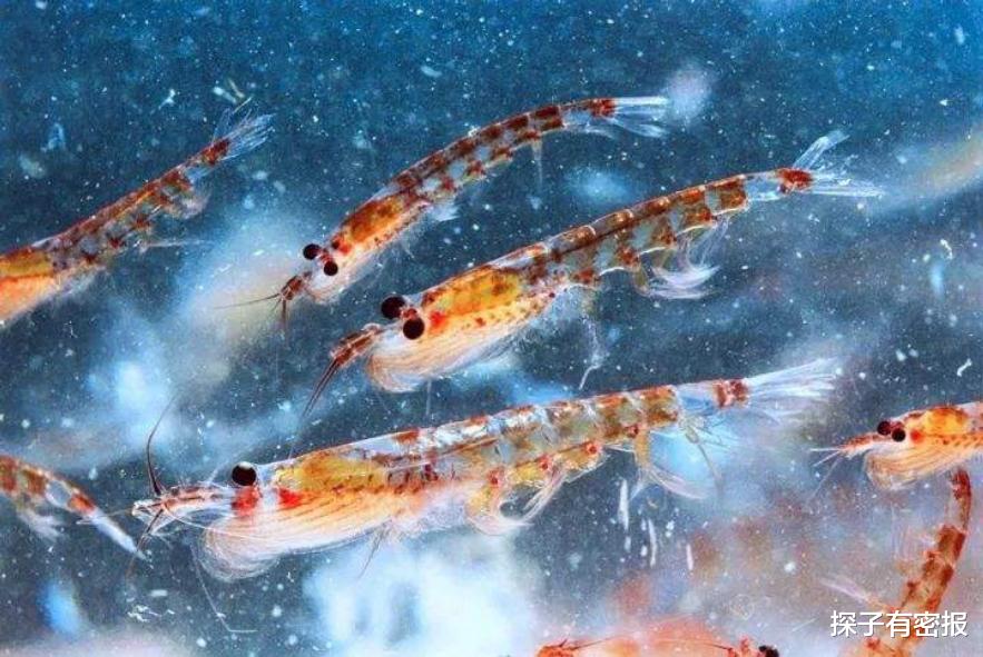每年被吃掉3亿吨，南极磷虾会被吃完吗？动物学家称为地球BUG