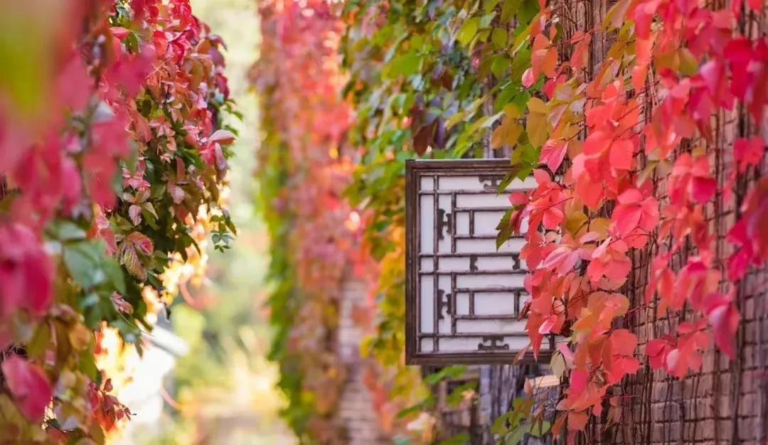 泰安|秋风来信 烟火深处看秋黄