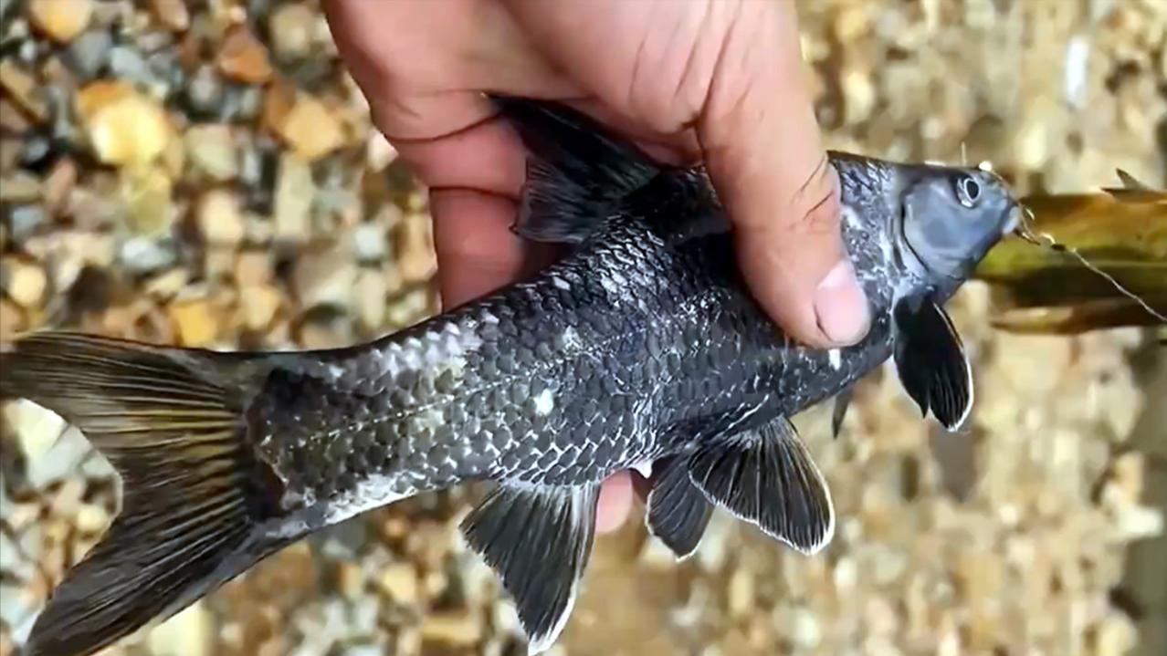 |是清道夫劈腿还是鲫鱼出轨？男子钓了半辈子鱼，被一黑鱼弄懵圈了