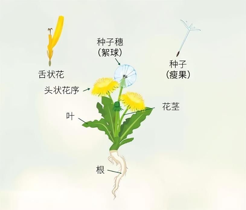 直接被进化带偏的物种:捕鸟树“杀鸟为乐”,忘记传播种子