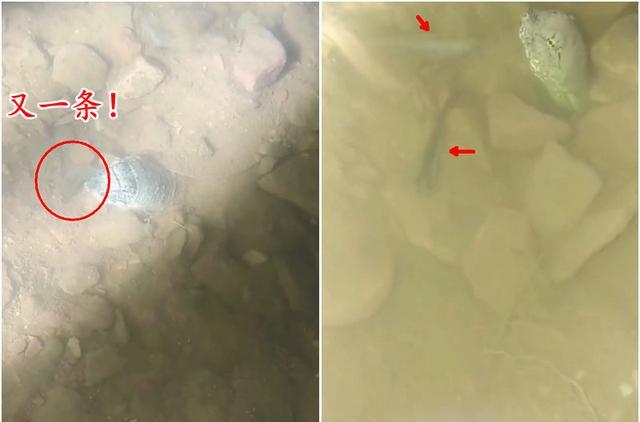 长江|20秒吃3条鱼！男子夜钓拍到罕见的甲鱼捕食画面，网友：叹为观止