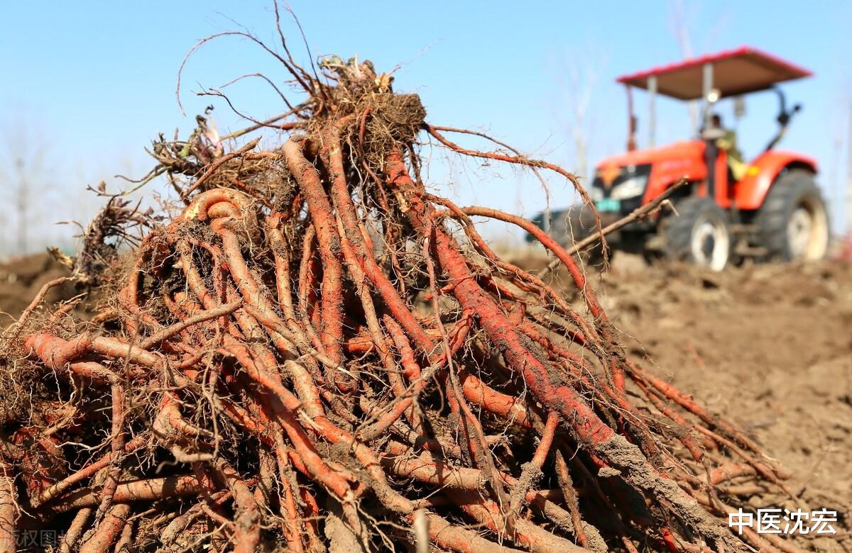 睡眠|丹参你适合吃吗?丹参的功效你知道多少?