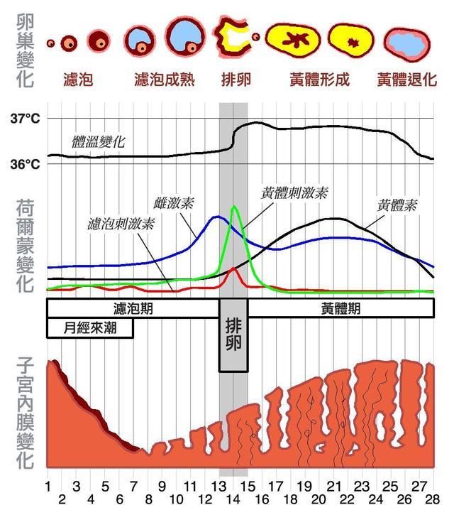 为什么动物都会定期发情,人类女性却要隐藏“发情期”?