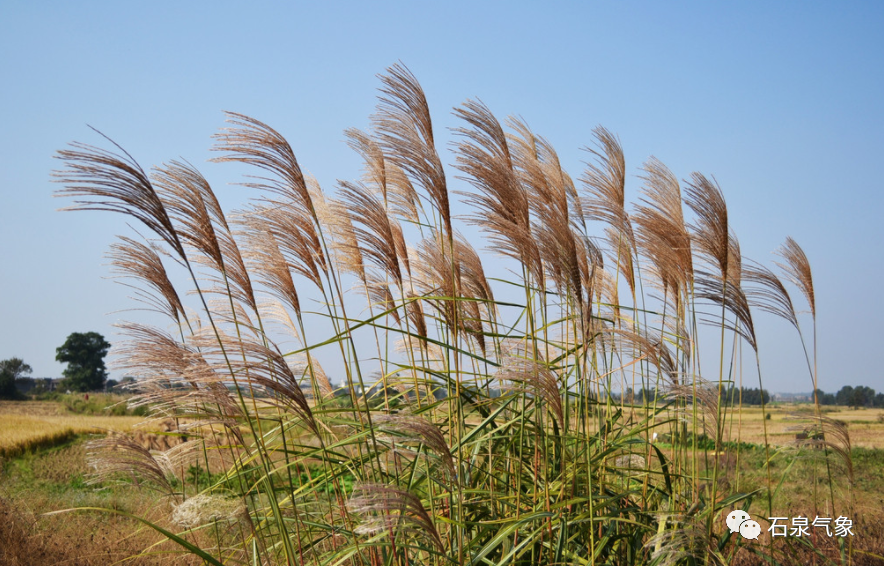 春季多风,沙子迷眼怎处理?