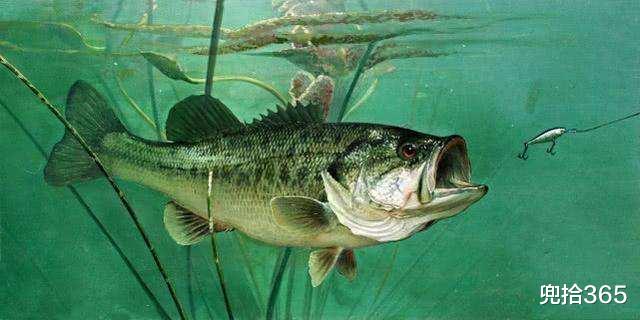 老虎|广东男子野钓收获米级“水老虎”,掏出菜刀就宰,随后的做法亮了