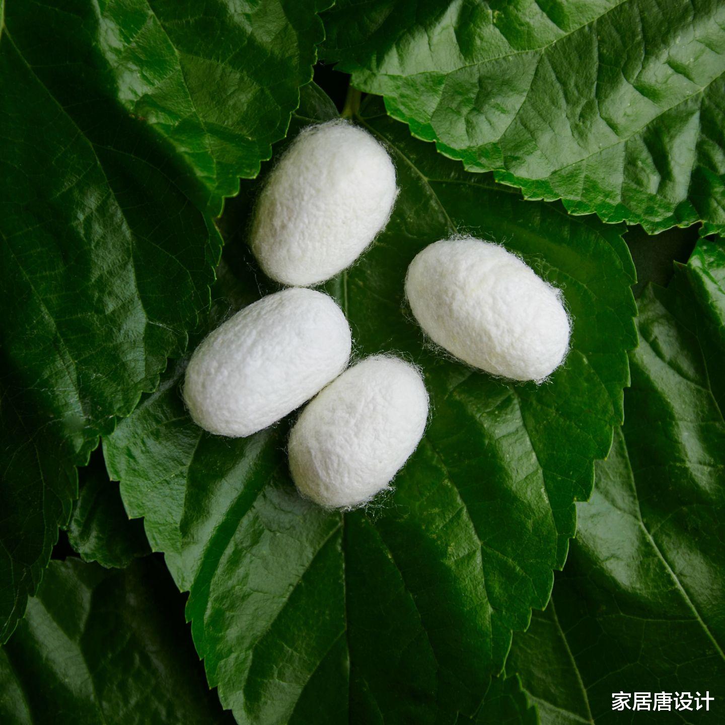 你花大价钱买的蚕丝被,可能和“蚕丝”没多大关系,别再白花钱了