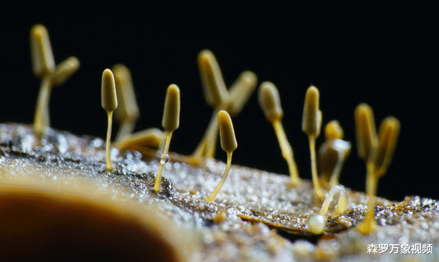 太岁是真实的生物!极为强大的存在,早已跳出自然法则的约束