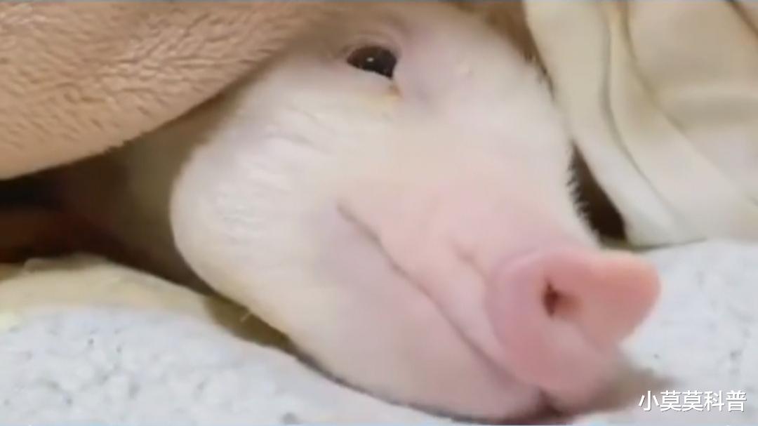 你的朋友真的比不上猪,人类对猪的误解有多深,你知道吗?