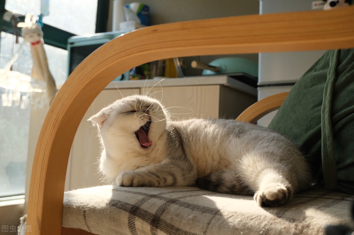 猫这里碰不得，小心被抓被咬