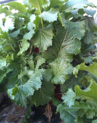 利用废旧地毯和烂袋子种菜够全家吃1年，我家也准备这样种！