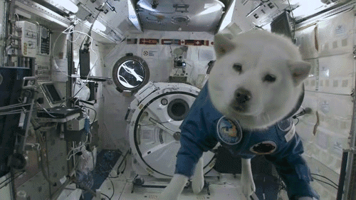 第一只进入太空的狗,人类毒死它后,它在宇宙飘了65年