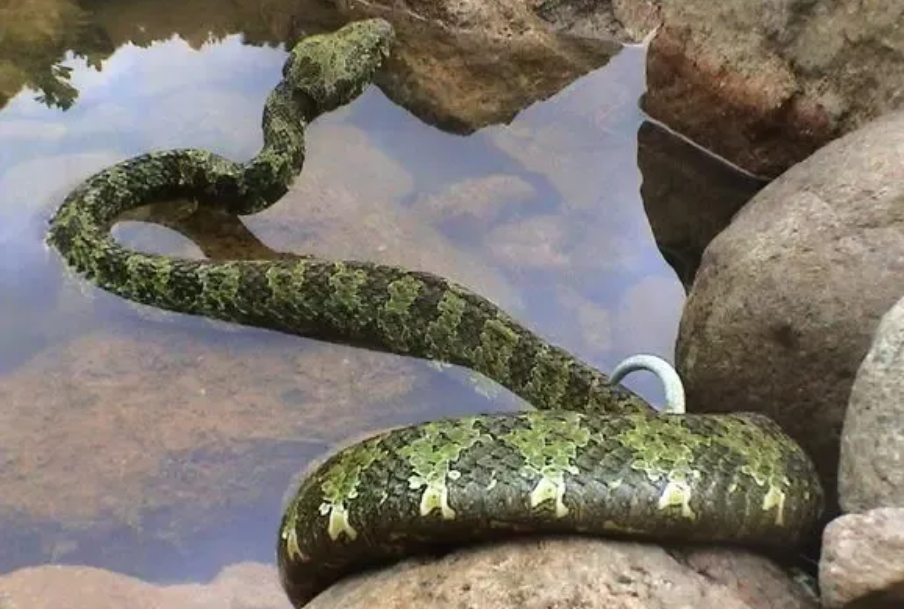 翡翠手镯|一条价值上百万蛇?它凭什么?