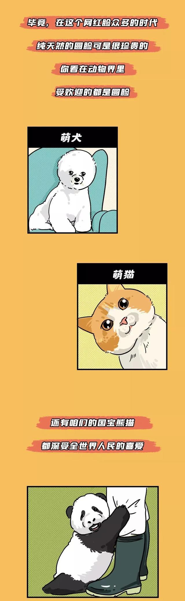 女孩|圆脸的女孩更有福气？一组漫画了解圆脸的好处，脸大怎么了？