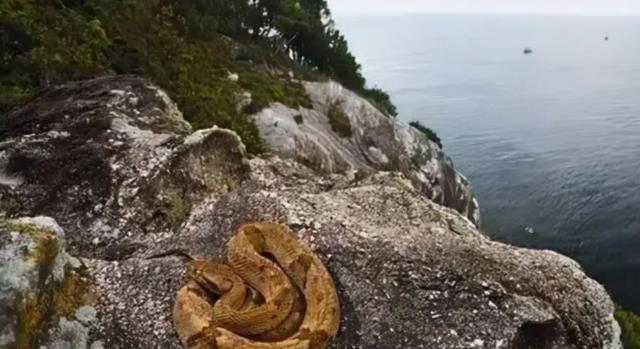 堪称人类禁地!巴西蛇岛每平米1条蛇,岛上毒蛇比陆地近亲毒5倍