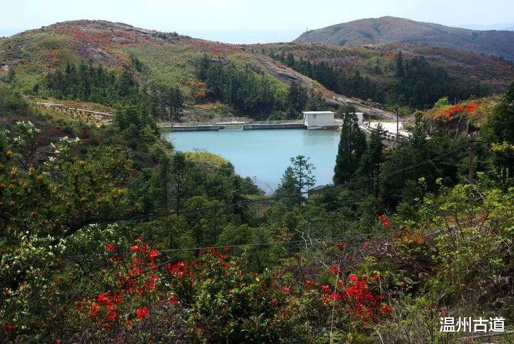 深圳市|大罗山杜鹃花等你来赴约！