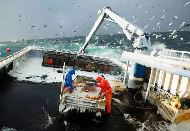 帝王蟹|【最危险的工作】一年只工作5天,年收入10万美元,你敢来吗?