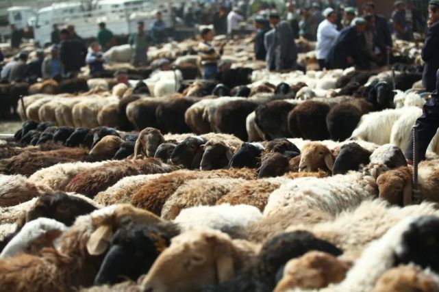 喀什|味道太上头！中国最特别的市集：新疆喀什牛羊大巴扎，原始粗犷