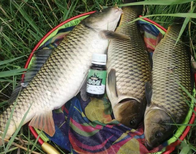 饵料|伏天到，别再匆忙去野钓！掌握4个“铁规”，大鱼追着钩子咬