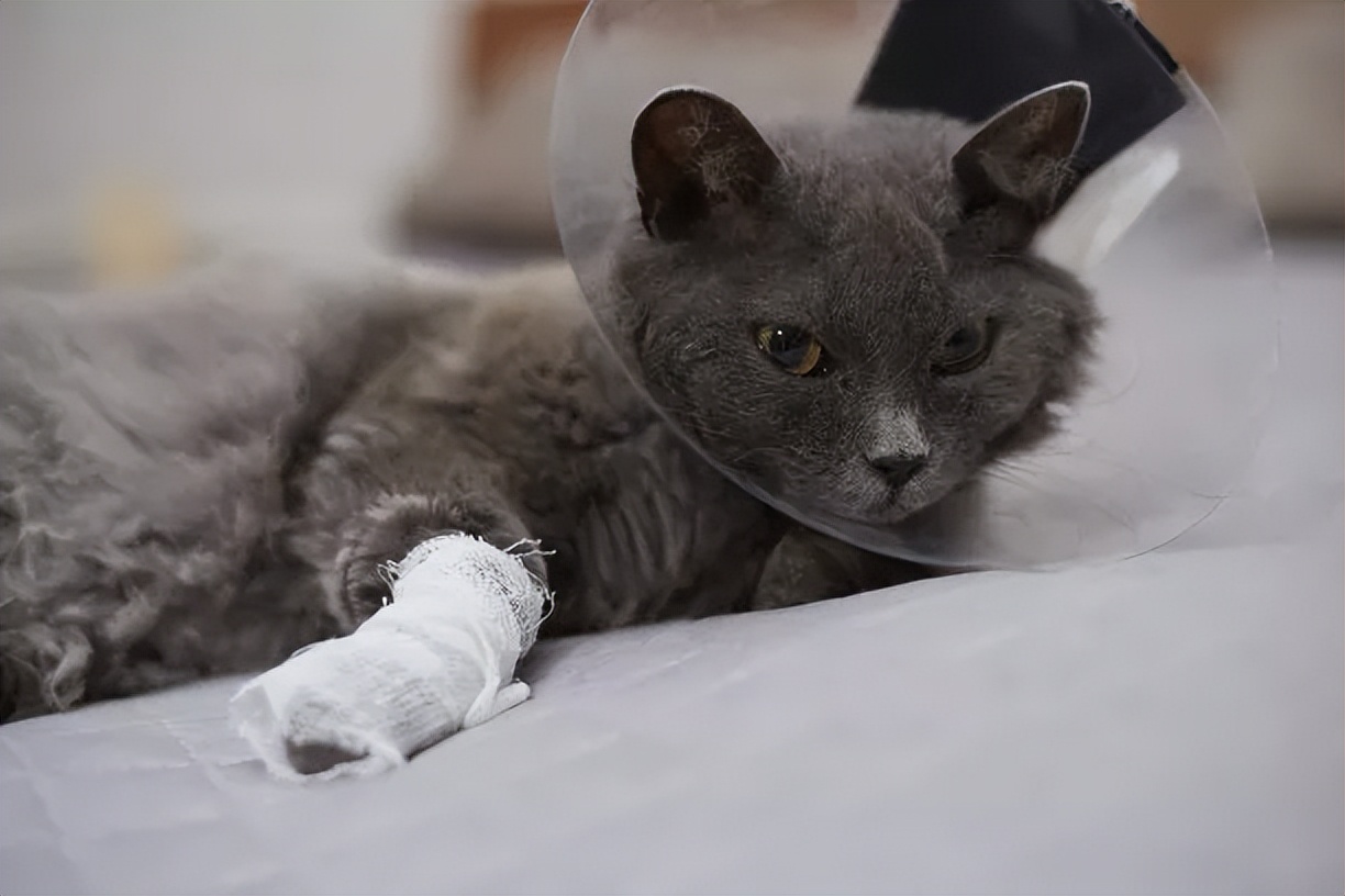 家猫打架被咬伤怎么办 家猫被其他猫养伤处理
