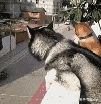 女朋友去西藏出差，走的时候还挺正常，呆了几天后我陷入了沉思