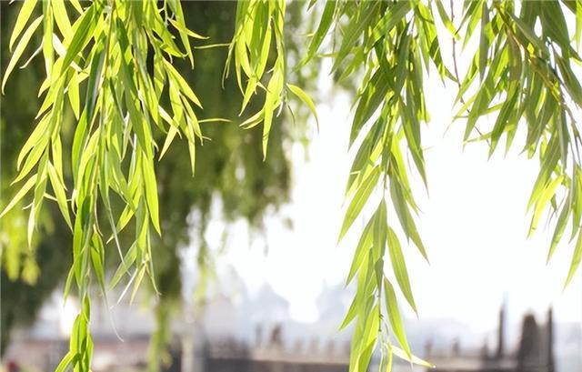 老祖宗忠告：“坟不栽三，宅不栽四”，究竟指哪7种树呢？