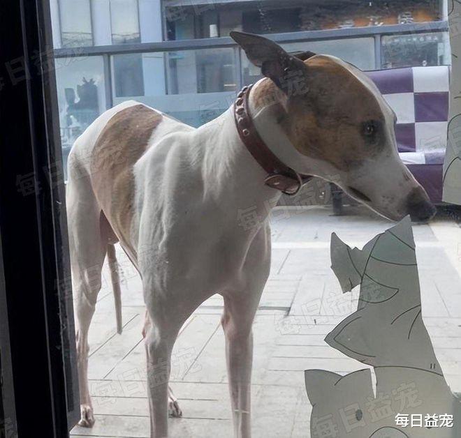 专治不服！狗子不肯穿衣服，被主人赶到门外，20分钟后绝望了