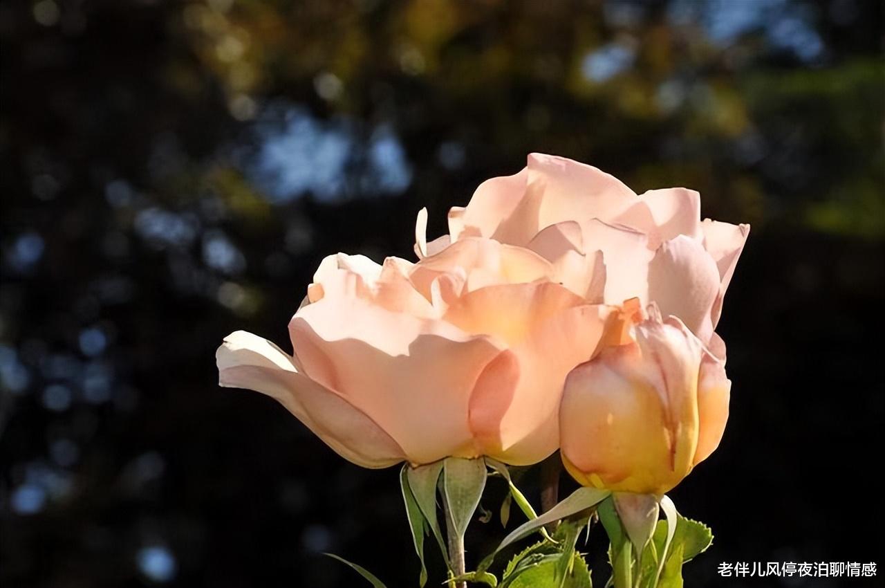 蜗居|《蜗居》：再出色的第三者，不幸的结局也是必然！