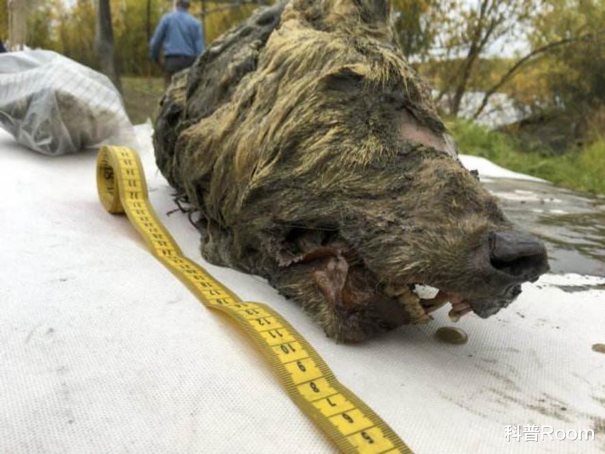 北美挖出3万年前的生物尸体,长1.4米、毛发完整,人类该警惕了吗