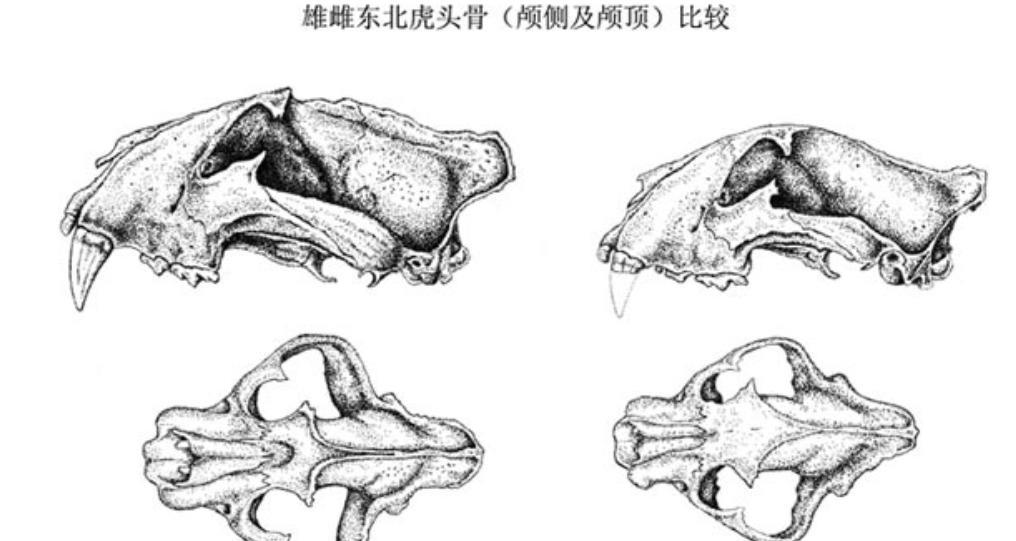 狮子和老虎,为何不吃大熊猫呢?是因为打不过吗?