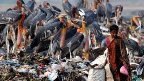 印度最大垃圾场养活了一种比人还大的鸟，当地人宁捡垃圾也不吃它，和谐相处