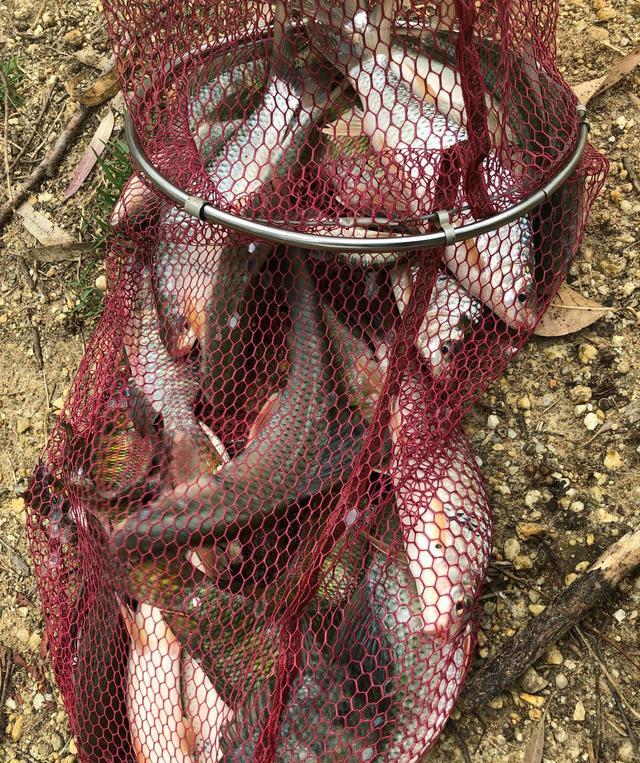 |一天钓几十斤？广西河道土鲮鱼大爆发，钓鱼人：提不动，全放生了