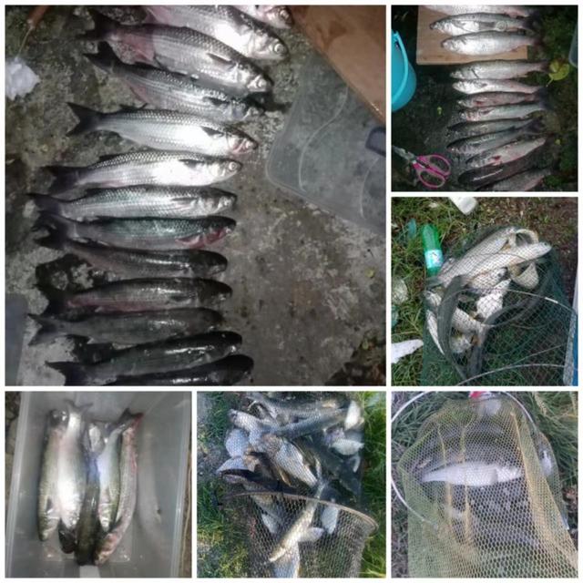 |2022年我还是那个称职的乌（鲻）鱼猎手！