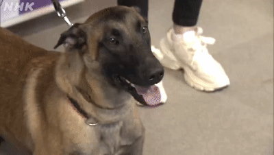 警犬立功后收到表扬信时,这个小表情也是相当自豪了!