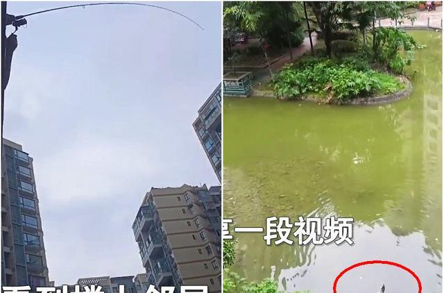 隔离|成都:男子隔离在家从阳台上钓鱼,楼下女子欲截胡,网友热议